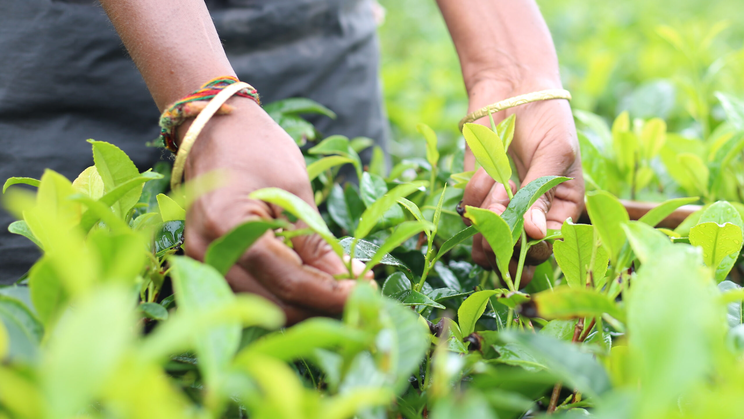 Agalawatte Plantations tea estate landscape showing lush green tea bushes in Sri Lankan highlands