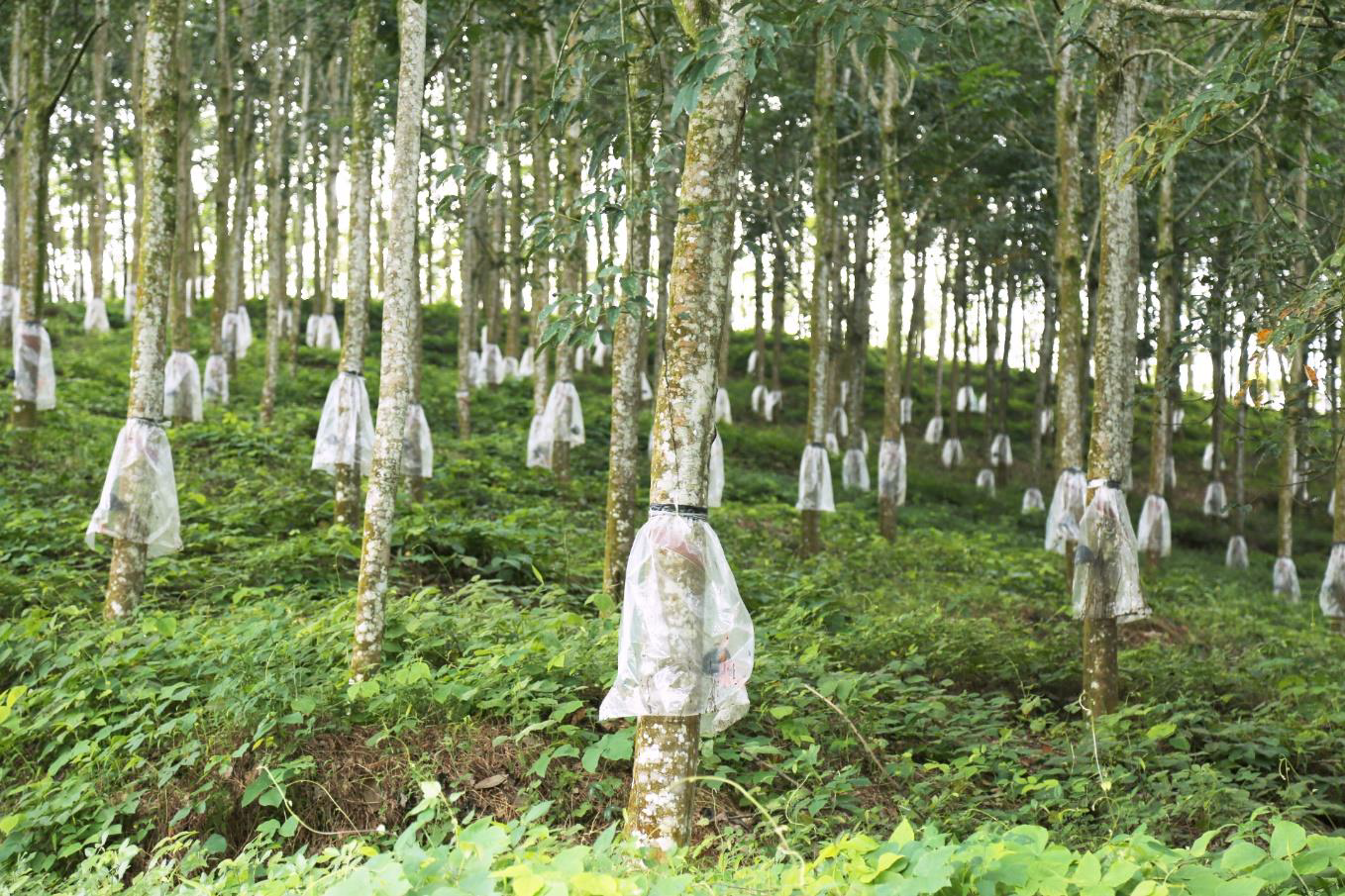 Agalawatte Plantations rubber plantation with mature rubber trees in Kalutara district